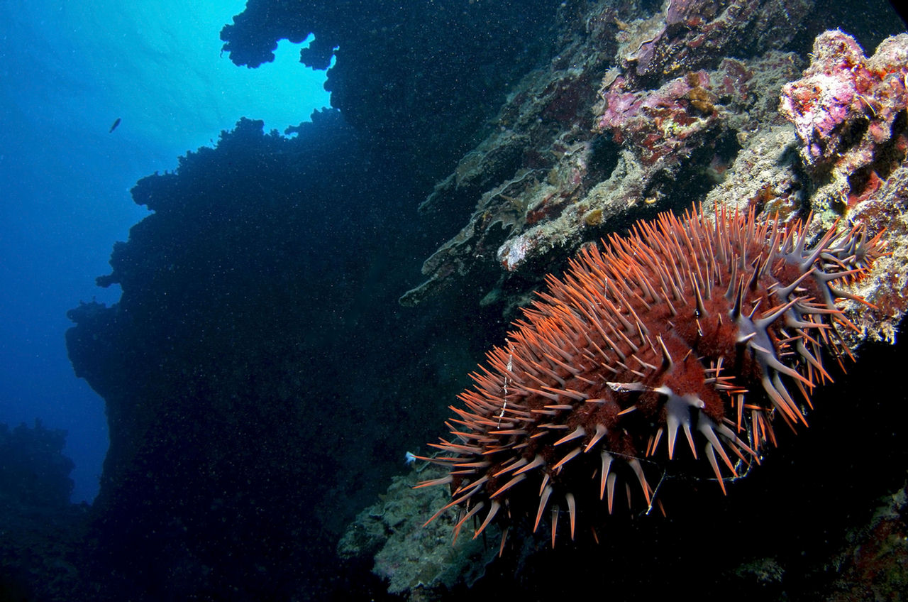 Acanthaster planci